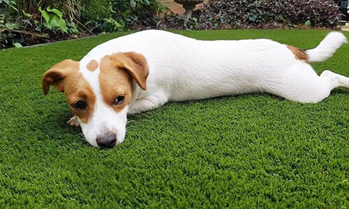 Artificial Grass for Pets